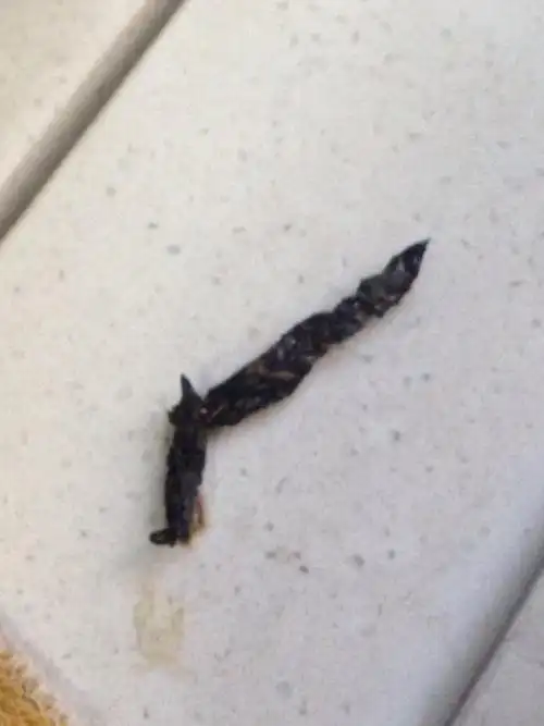 家里市区,六楼,一般父母家住着,这次回家看到三个窗台都会有一坨屎