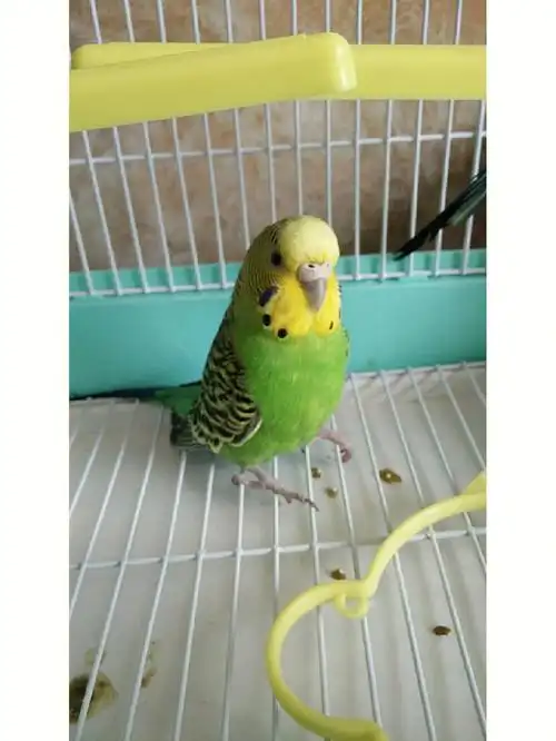 这种小鹦鹉是不是不会学说话呢