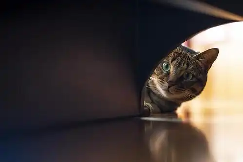 街车g63胖胖的相册-躲猫猫