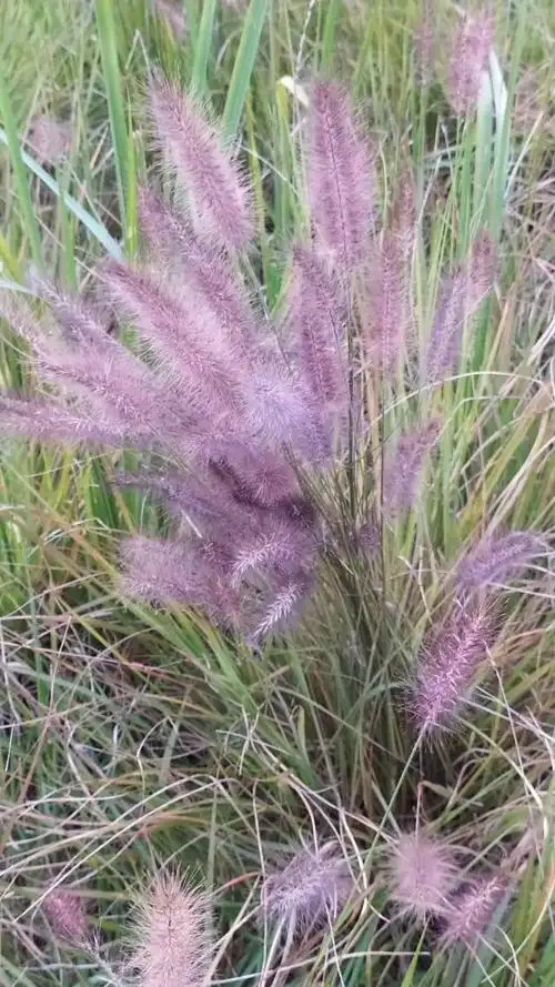 家门口公园里的毛毛草,也是一道靓丽的秋色