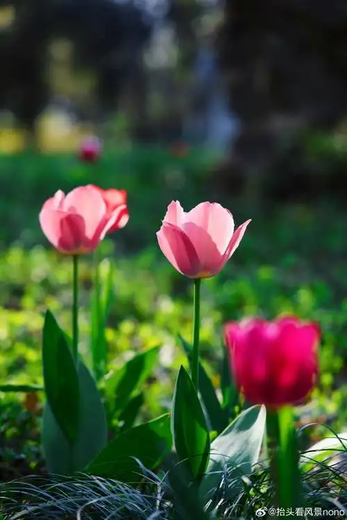 壁纸 花 桌面 690_1035 竖版 竖屏 手机