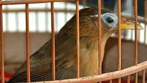 画眉鸟不洗澡如何补救?方法还挺多的