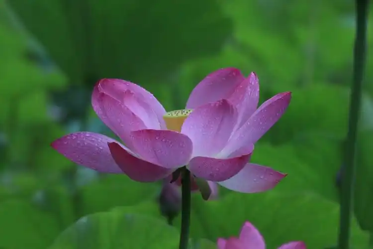 吴刚摄影,雨中荷花