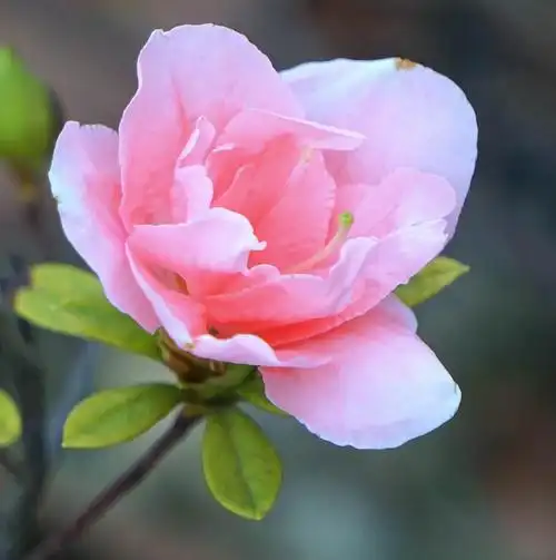 粉色杜鹃花之美