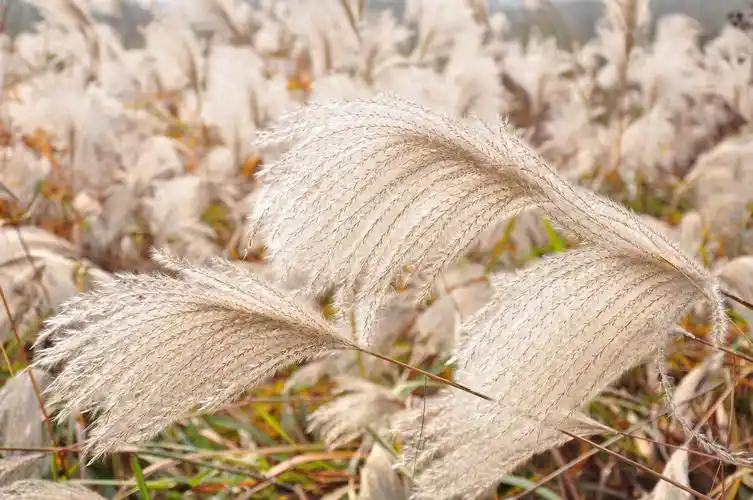 大学城的茅草白如花轻如絮