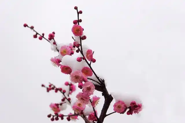 梅花香自苦寒来真是太美了美到了极致