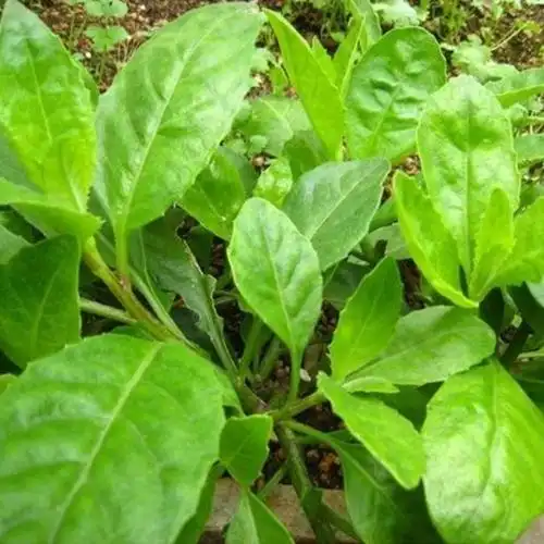 供应纯天然白贝三七提取物 白贝三七速溶粉