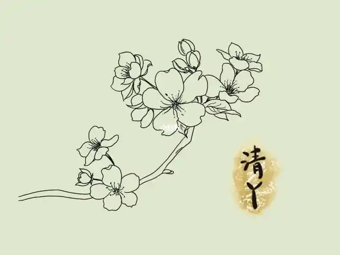 花卉线稿(2)——梨花_绘画_线稿_梨花_花卉_procreate_填色_procreate