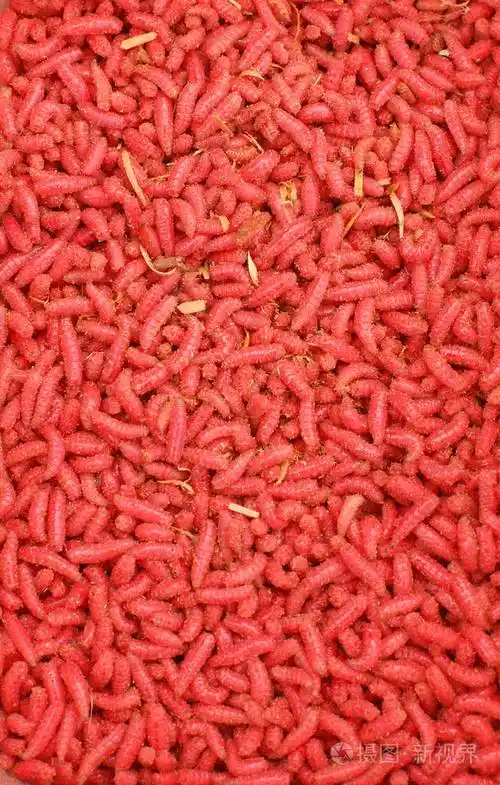 许多红色的活幼虫用于捕鱼背景钓鱼用蛆虫诱饵一大堆虫子