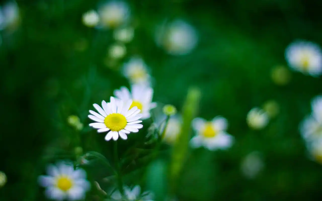 小清新唯美白色雏菊图片桌面壁纸