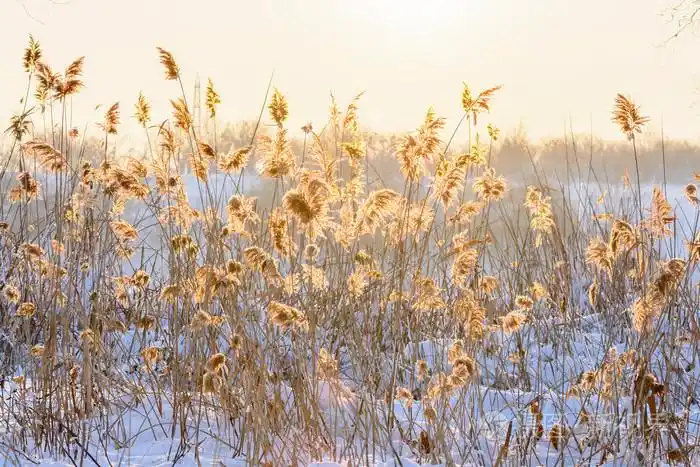 芦苇在雪中对着日落横向视图与芦苇再