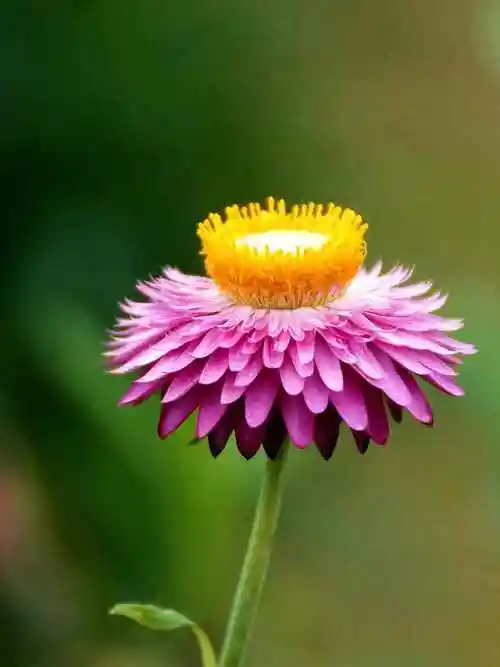 一朵小花,漂亮的花蕊