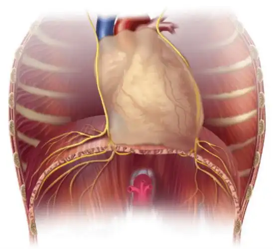 膈肌的解剖,生理及功能障碍_韧带_胸腔_圆顶