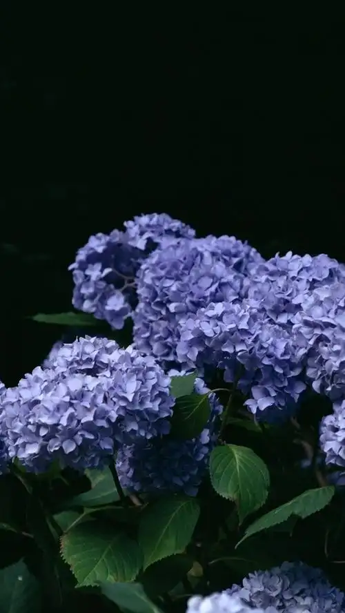 iphone 壁纸 蓝色绣球花,背景虚化