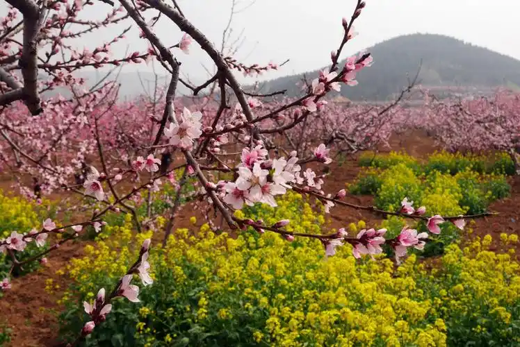 十里桃花笑春风