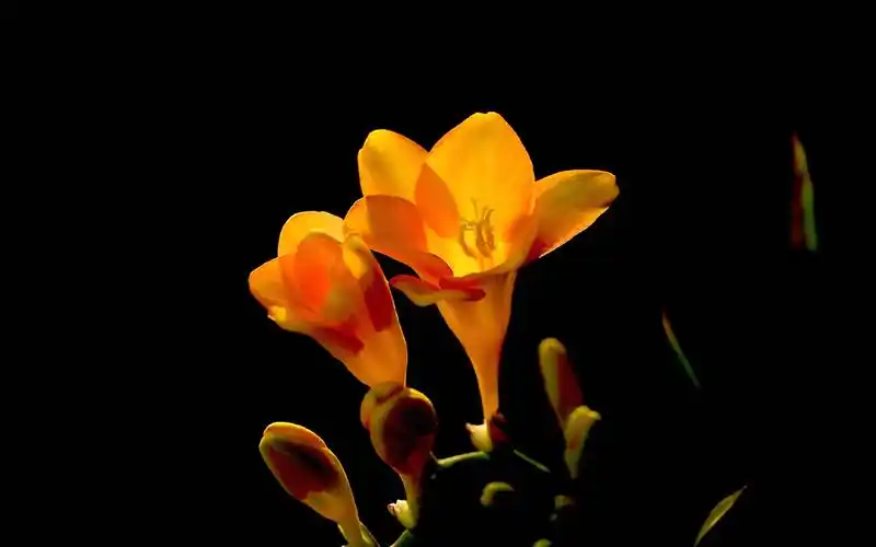 黄色雪香兰盛开高清电脑壁纸雪香兰黄色花朵唯美鲜花清新花卉