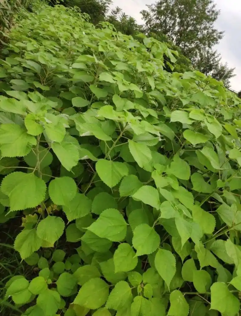 苎麻尊麻科艺麻属多年生草本植物  苎麻,荨麻科苎麻属多年生草本植物