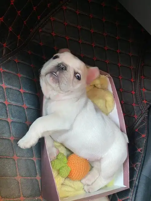 法斗牛牛的成长变化