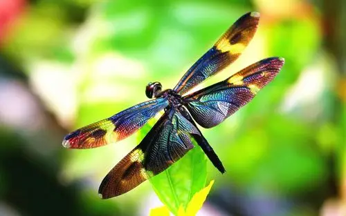 漂亮展翅蜻蜓高清壁纸_颜色漂亮的蜻蜓