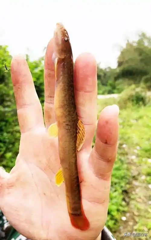 钢鳅- 尾巴红色,有2个品种,观赏性强,从6个方面可详细了解它_观赏鱼