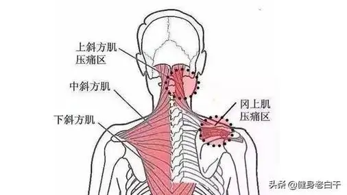 气质男斜方肌上束
