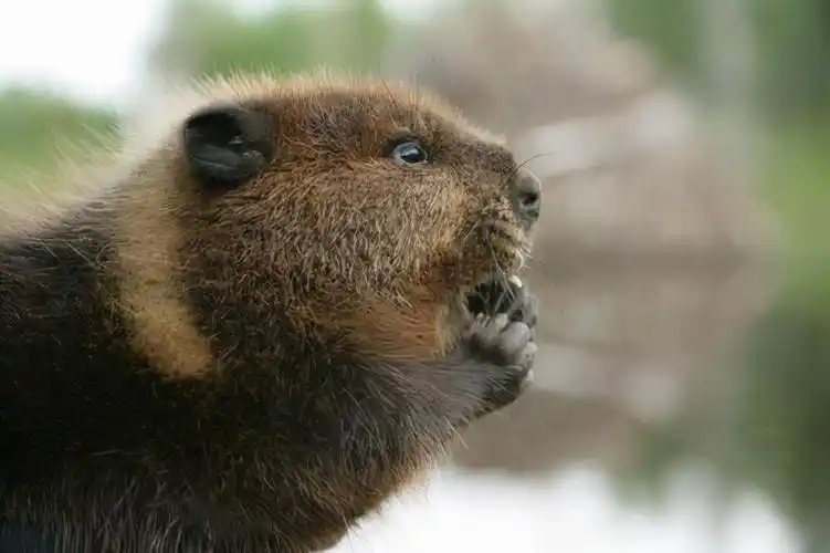 加拿大代表动物,海狸外形酷似巨型老鼠