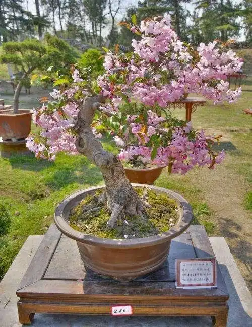 海棠盆景怎么养,有什么寓意?挂满果子真好看