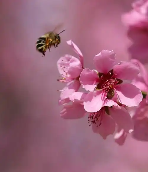 飞舞的蜜蜂