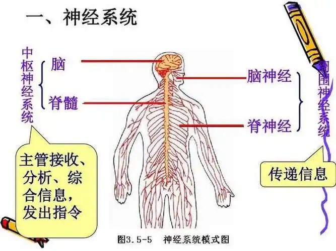 我们知道人体所有的感觉,包括热或冷,硬或软,挤压或疼痛,愉悦的触觉