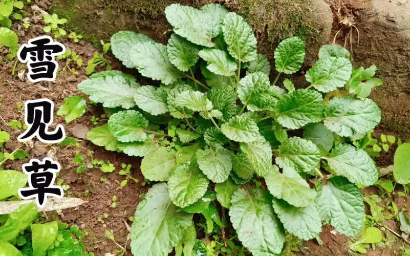 雪见草的功效与作用(雪见草功效大揭秘,美容养颜必备) - 学堂在线健康
