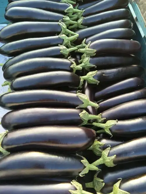 陆地各种茄子大量有货了