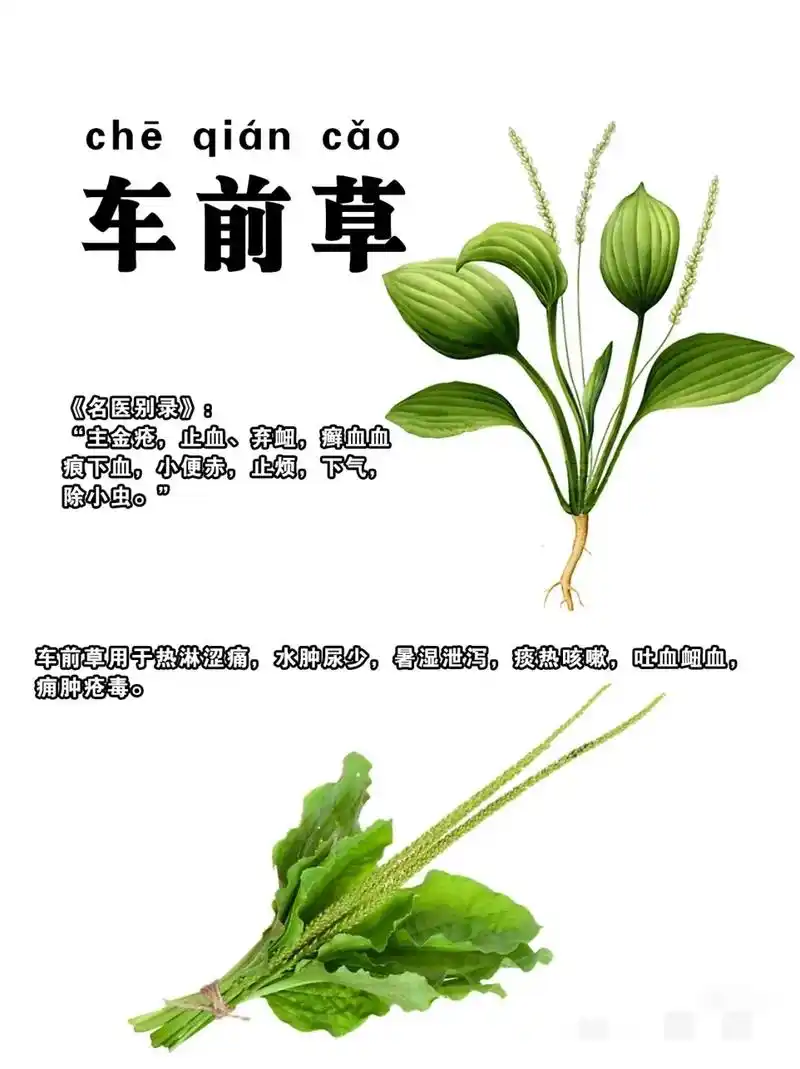 车前草的作用:利水渗湿用于小便不利,水肿, - 抖音