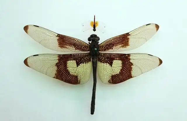 组图|四川发现世界最小蜻蜓