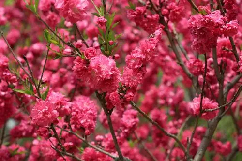 又是桃花一片片