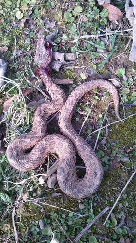 有没有人认识这是什么蛇?