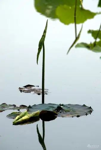 小荷才露尖尖角