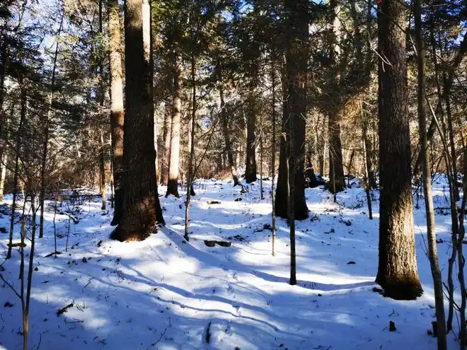 冬天去东北看雪,最美的地方原来在这里|伊春|原始森林|长白山|兴安岭
