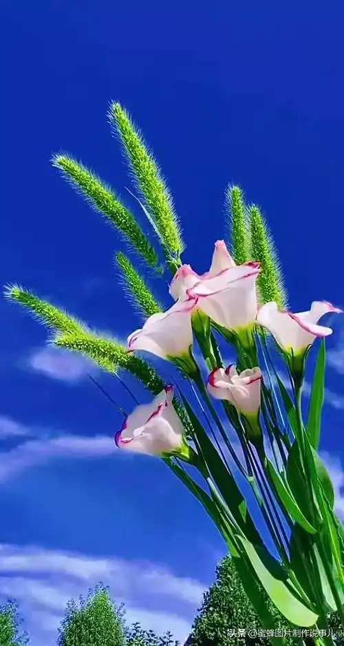 壁纸美图,百花齐放,姹紫嫣红,赏心悦目