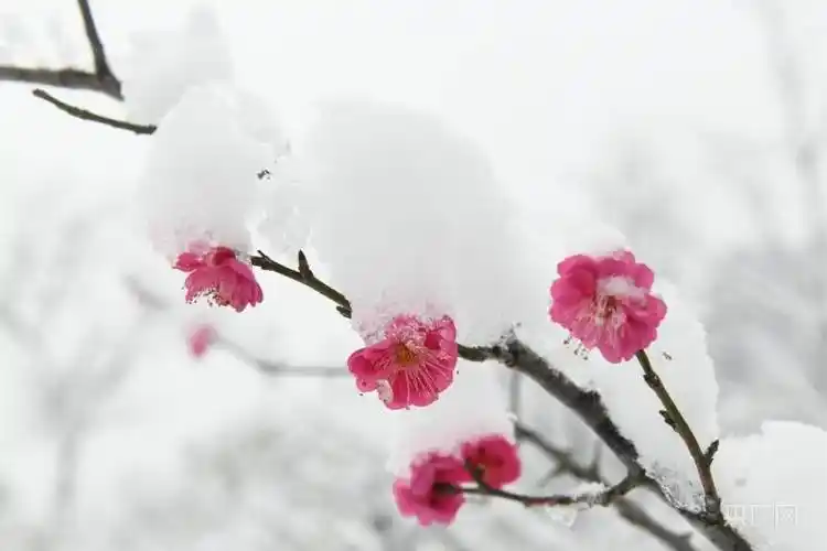 贵州镇远:雪压枝头梅花俏_吴贤_白色_镇远县