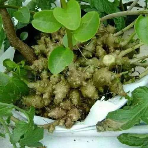 野生藤三七植物苗盆栽食用药用田七种苗种子根茎庭院阳台爬藤绿植