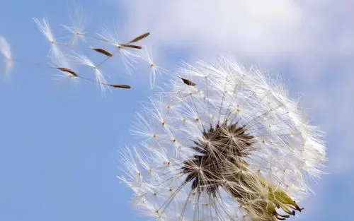 菊科植物蒲公英盛开的图片桌面壁纸