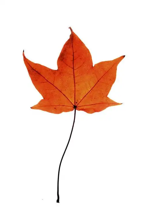 白天,白色背景,叶子,一片,枫叶,枯叶,落叶,黄色,红色,摄影,影棚,枫树