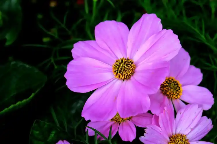 淡紫色波斯菊图片