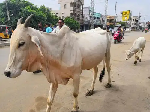 《印度牛》