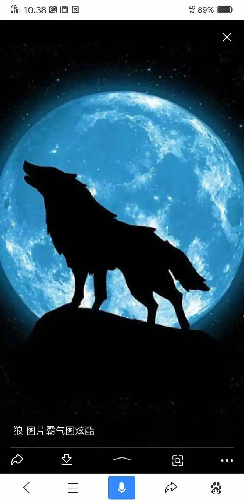 今日头条 10:38 1/22 4g89% 狼图片霸气图炫酷 - 抖音