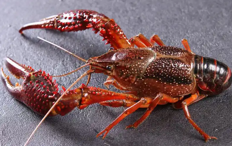 鲜活小龙虾进口清关怎么操作需要多长时间