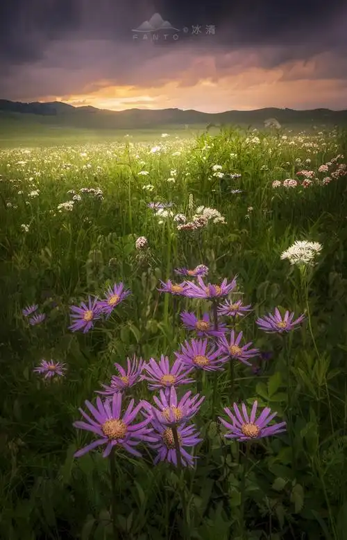 点缀在这绿色的花海男 旅行之美 2021-07-13660230浏览分类:风景 880