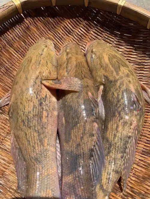 笋壳鱼(呆子鱼)2斤左右一条清蒸肉质非常鲜嫩,好靓