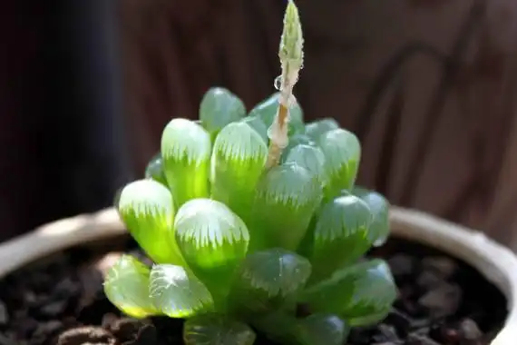 玉露开花会死吗,不会死亡但会消耗大量养分