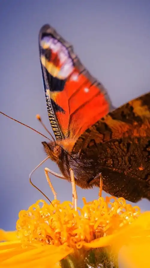 蝴蝶特写镜头,黄色的花